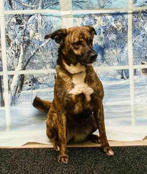 Enlarge Gala, a Adoptable mixed breed in Sanford, FL image 6/6