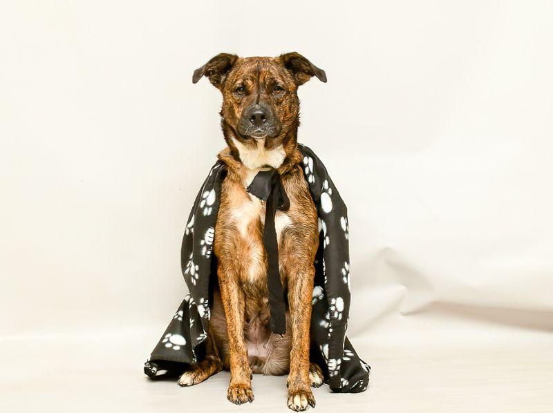 Enlarge Gala, a Adoptable mixed breed in Sanford, FL image 2/3