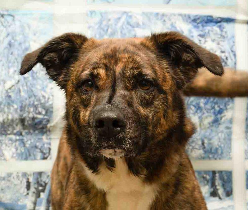 Gala, Adoptable, Adult Female Hound.