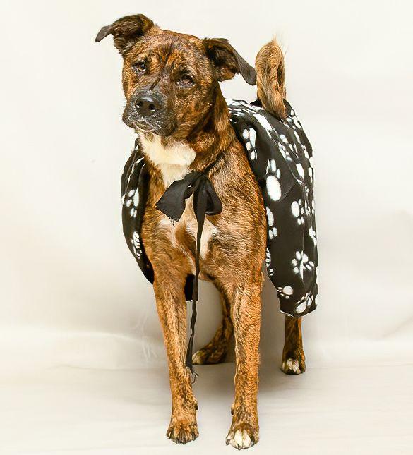 Enlarge Gala, a Adoptable mixed breed in Sanford, FL image 3/3