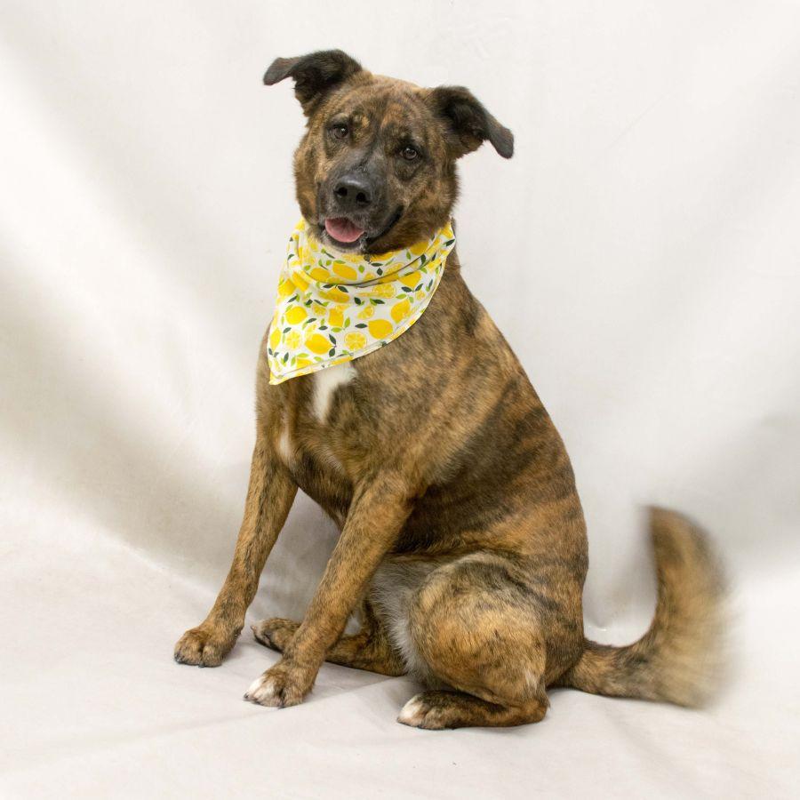 Gala, an adoptable mixed breed in Sanford, FL image 2/6