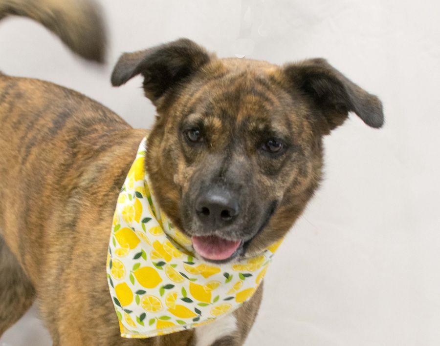 Gala, an adoptable mixed breed in Sanford, FL image 1/6