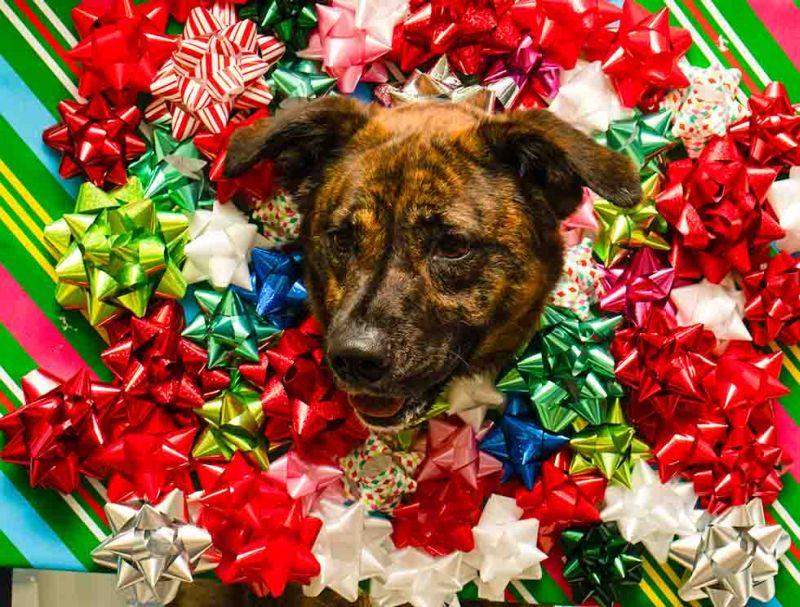 Enlarge Gala, a Adoptable mixed breed in Sanford, FL image 2/6