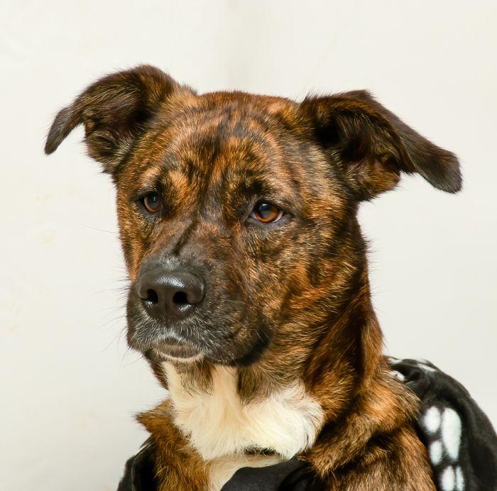 Gala, Adoptable, Adult Female Hound.