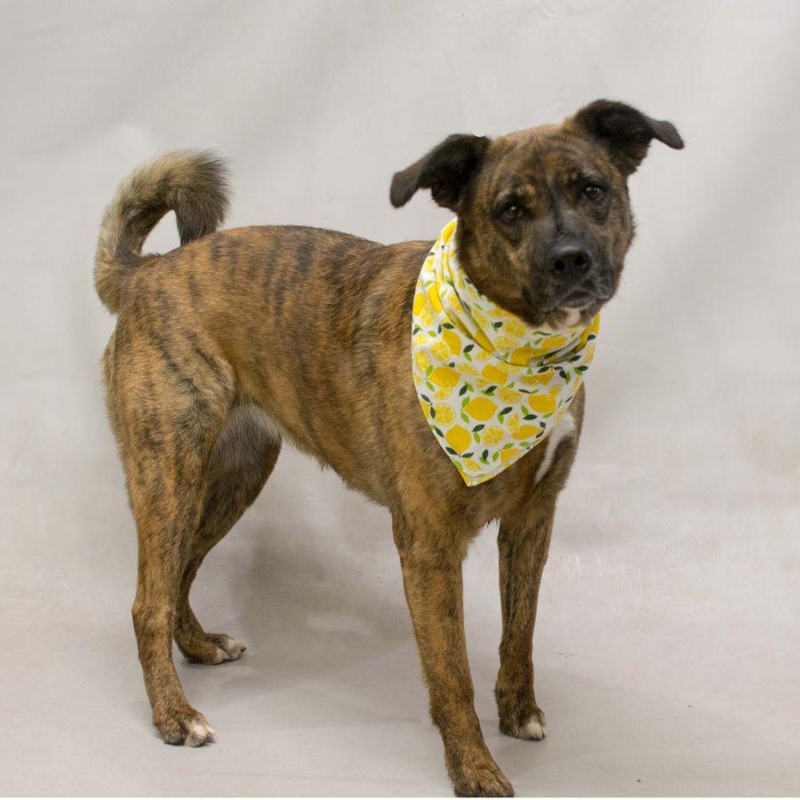 Gala, an adoptable mixed breed in Sanford, FL image 5/6