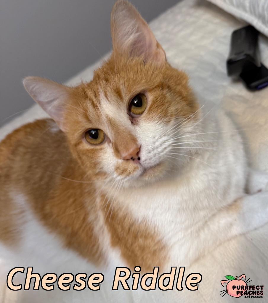 Cheese Riddle, a Adoptable mixed breed in Douglasville, GA image 1/2