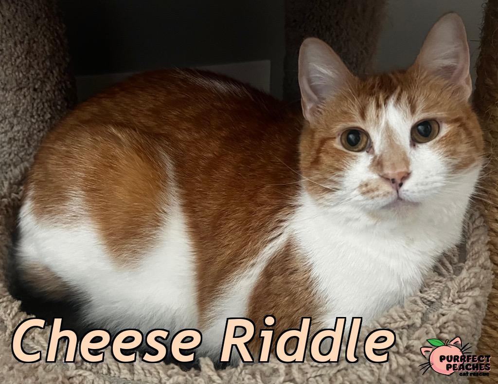 Enlarge Cheese Riddle, a Adoptable mixed breed in Douglasville, GA image 3/3