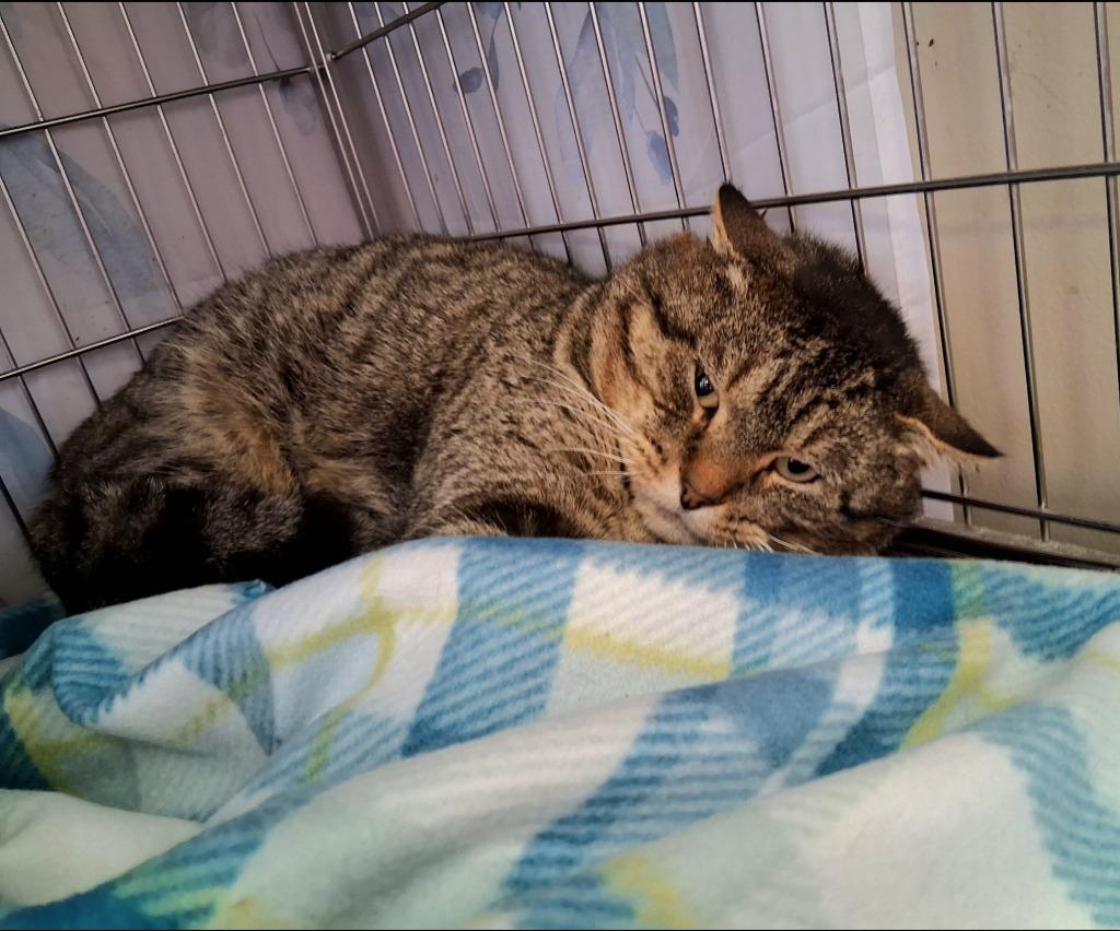 AL PURRCHINO, Adoptable, Adult Male Domestic Short Hair.