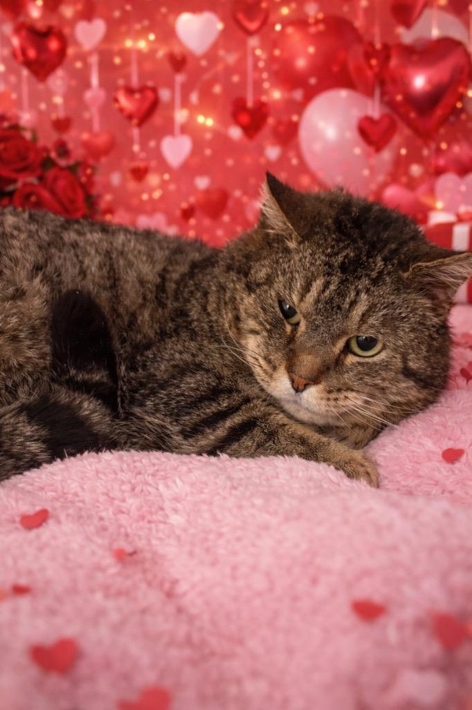 Enlarge AL PURRCHINO, a Adoptable mixed breed in Wintersville, OH image 1/1