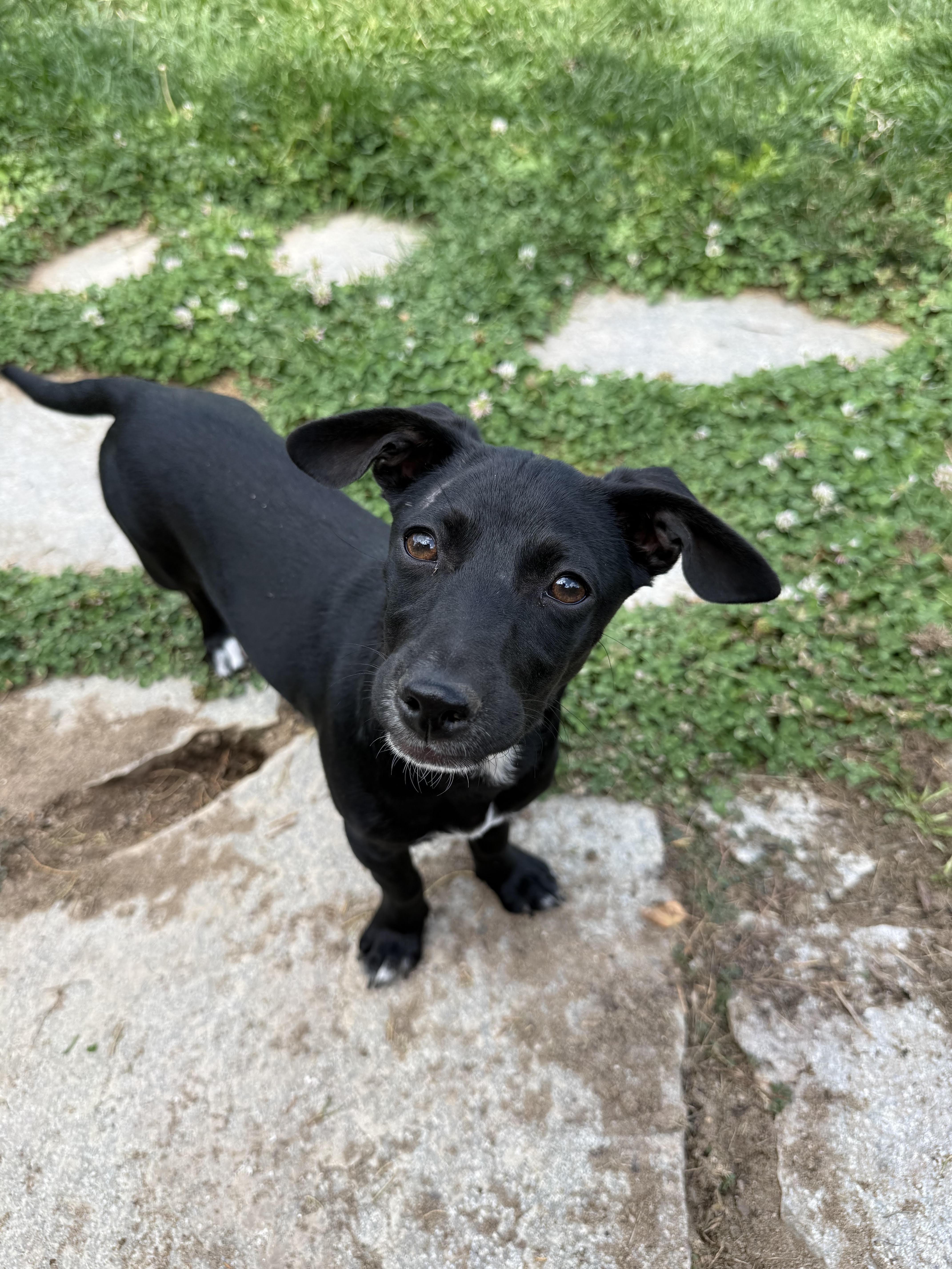 Enlarge Zoe, a ADOPTABLE mixed breed in Gardnerville, NV image 2/2