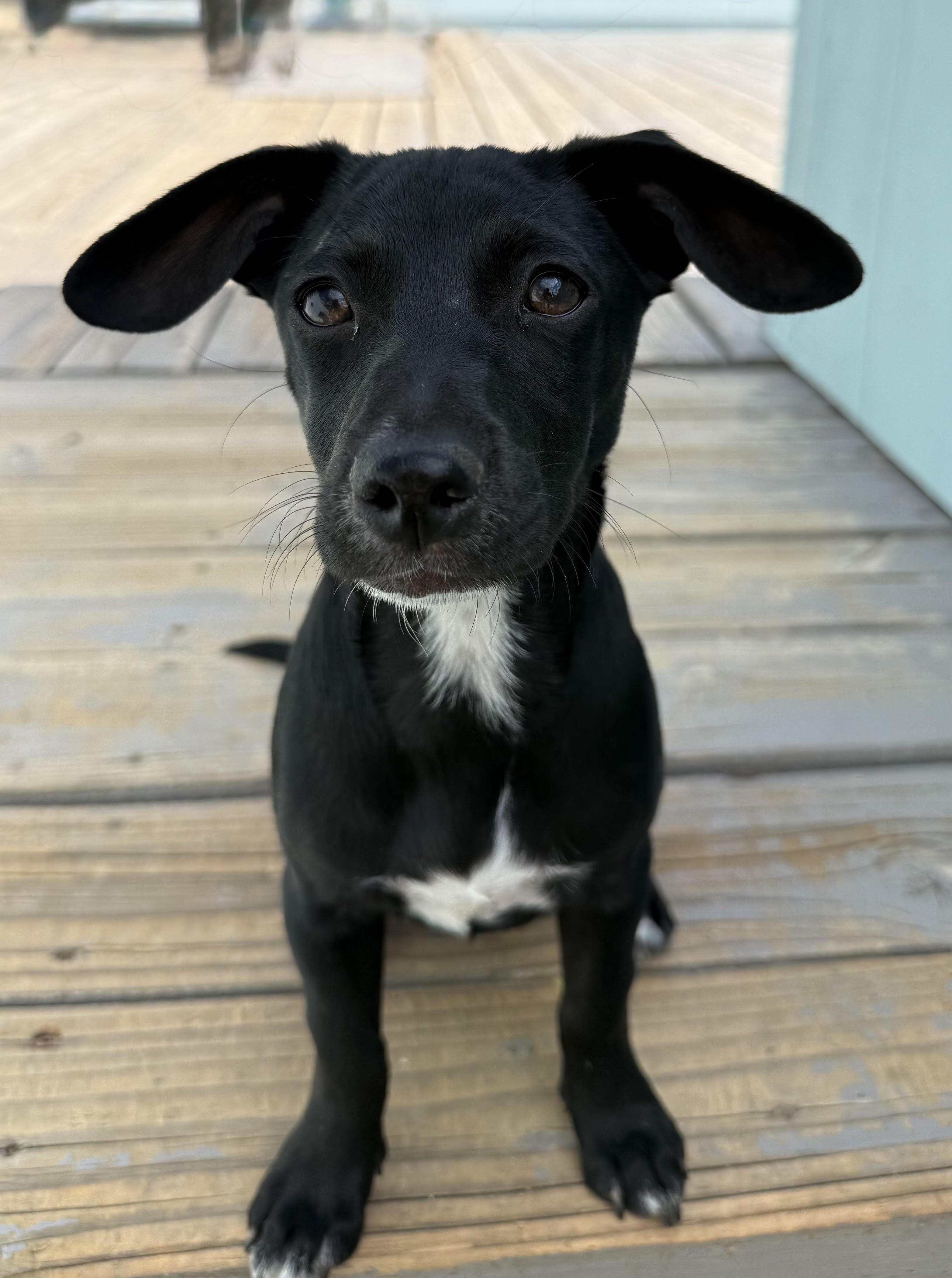 Zoe, ADOPTABLE, Puppy Female Chihuahua & Terrier.