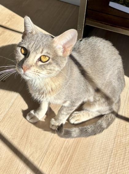 Enlarge Amber, a Adoptable mixed breed in San Diego, CA image 1/3