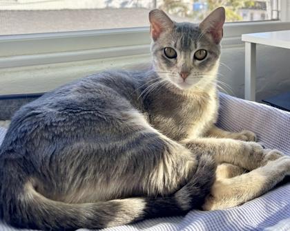 Enlarge Amber, a Adoptable mixed breed in San Diego, CA image 2/3