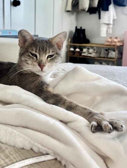 Enlarge Amber, a Adoptable mixed breed in San Diego, CA image 3/3