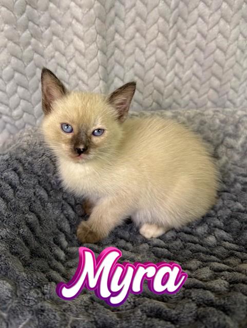 Enlarge Myra, an adopted Siamese in Comfort, TX image 1/1