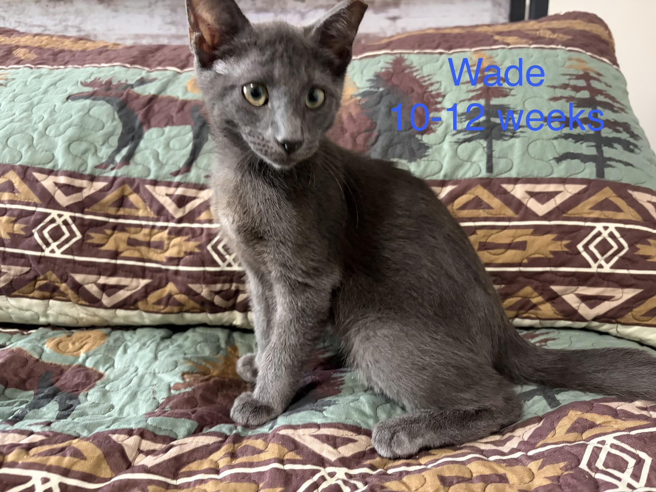 Wade, ADOPTABLE, Kitten Male Domestic Short Hair.