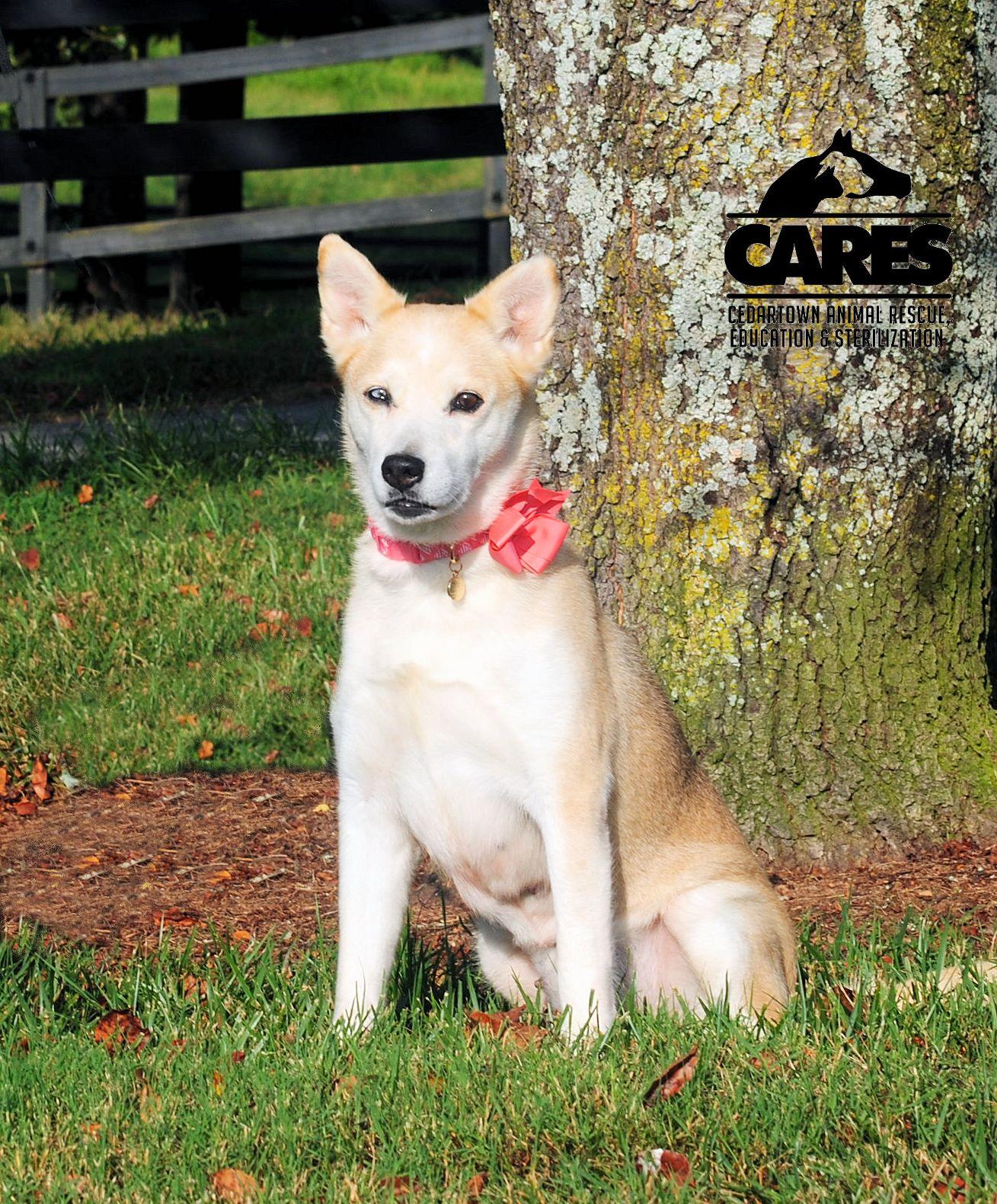 Allie, Adopted, Senior Female Husky.