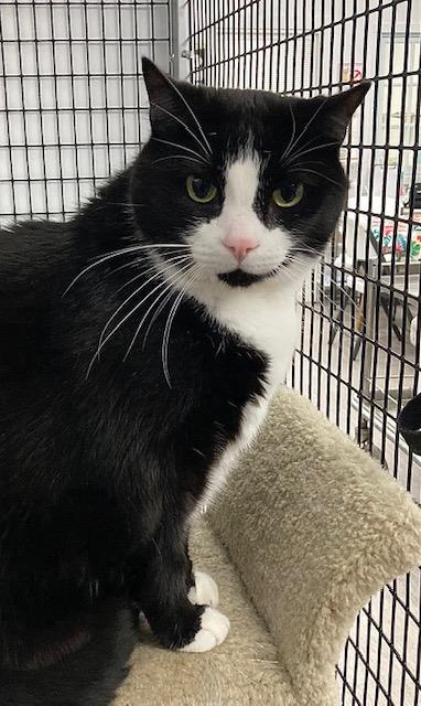 Buddy *, Senior Male unknown