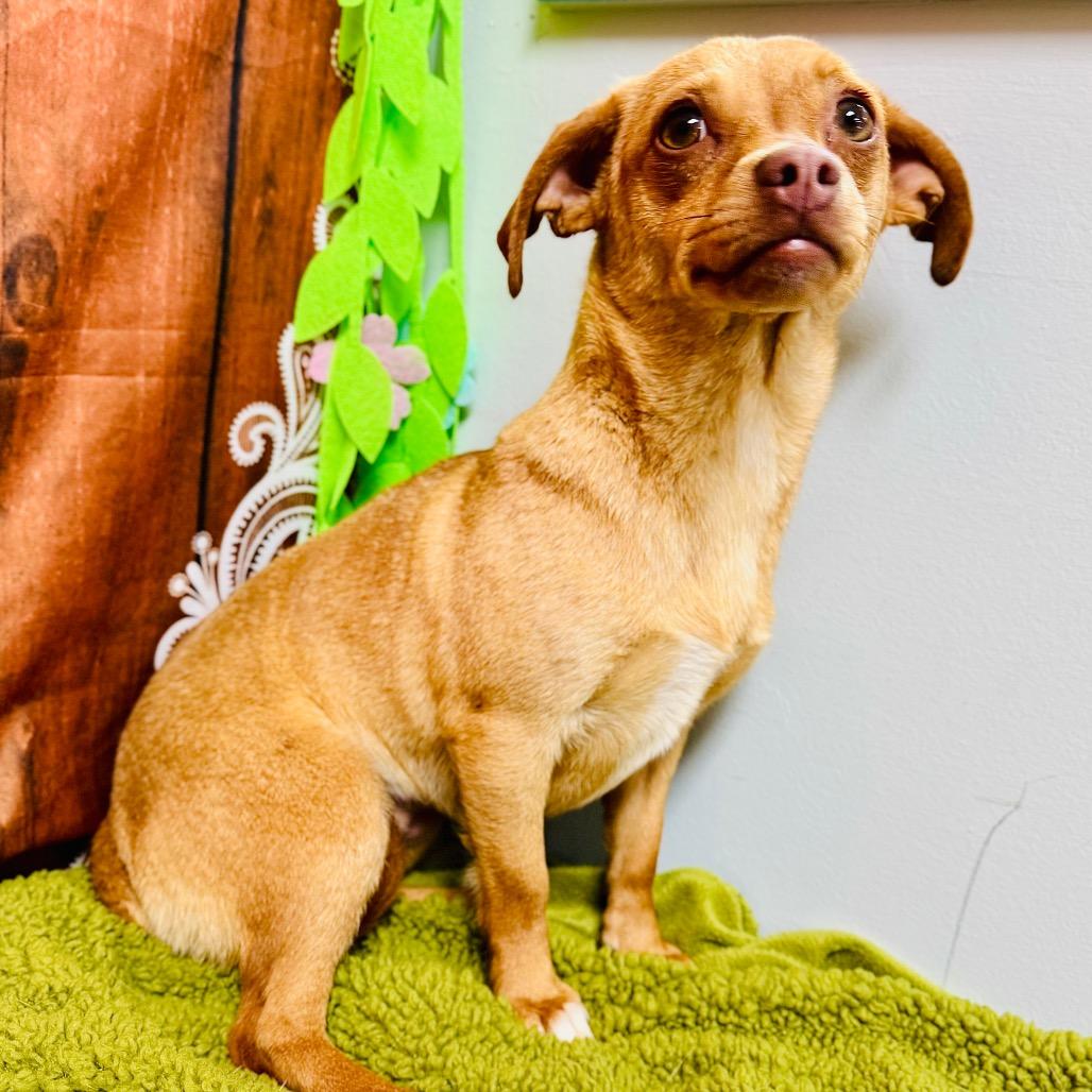 Enlarge Dorothy, a Adoptable mixed breed in Lebanon, MO image 1/2