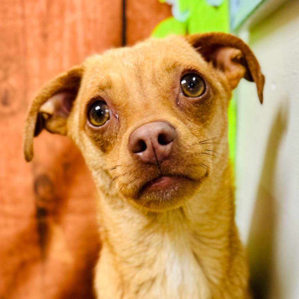 Enlarge Dorothy, a Adoptable mixed breed in Lebanon, MO image 2/2