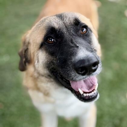 Enlarge Wayne, a Adoptable mixed breed in Red Bluff, CA image 3/3