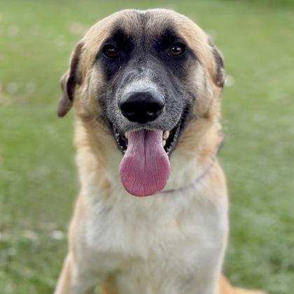 Wayne, Adoptable, Young Male Anatolian Shepherd.