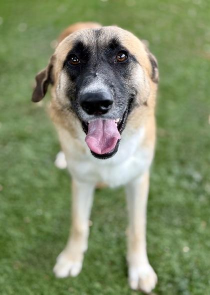 Enlarge Wayne, a Adoptable mixed breed in Red Bluff, CA image 2/3