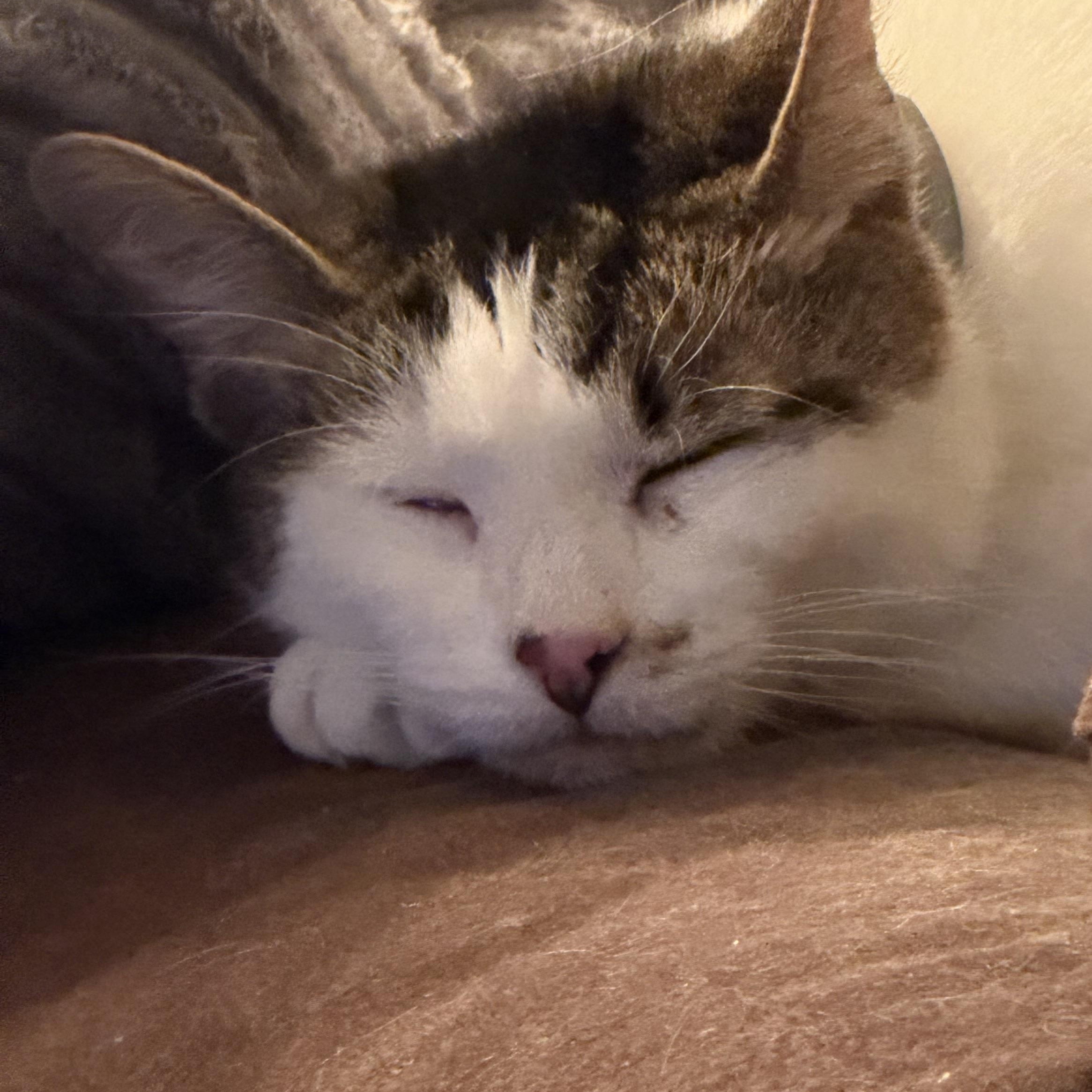 Lumi, a ADOPTABLE Domestic Short Hair in Kirklin, IN image 2/6