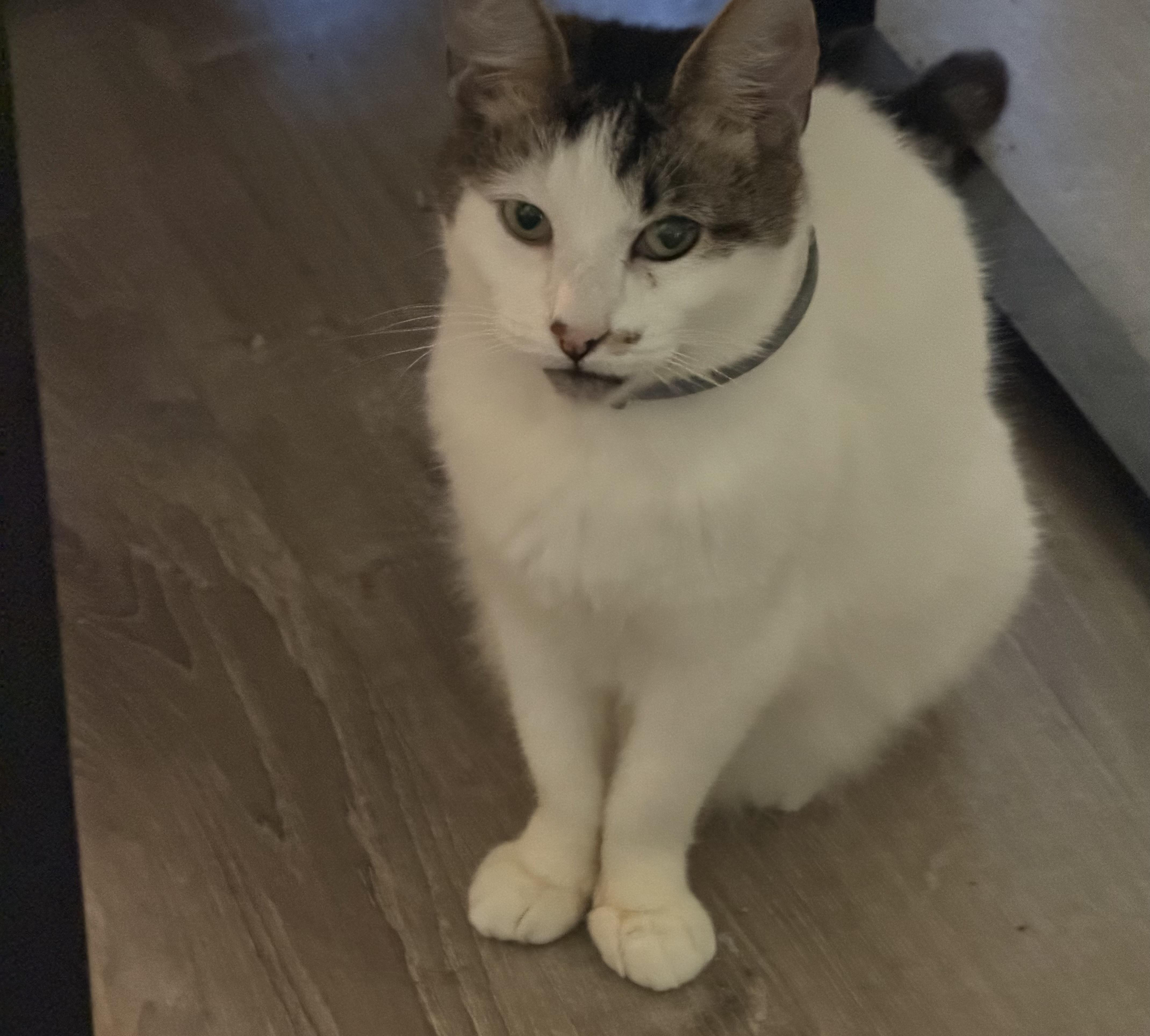 Lumi, a ADOPTABLE Domestic Short Hair in Kirklin, IN image 3/6
