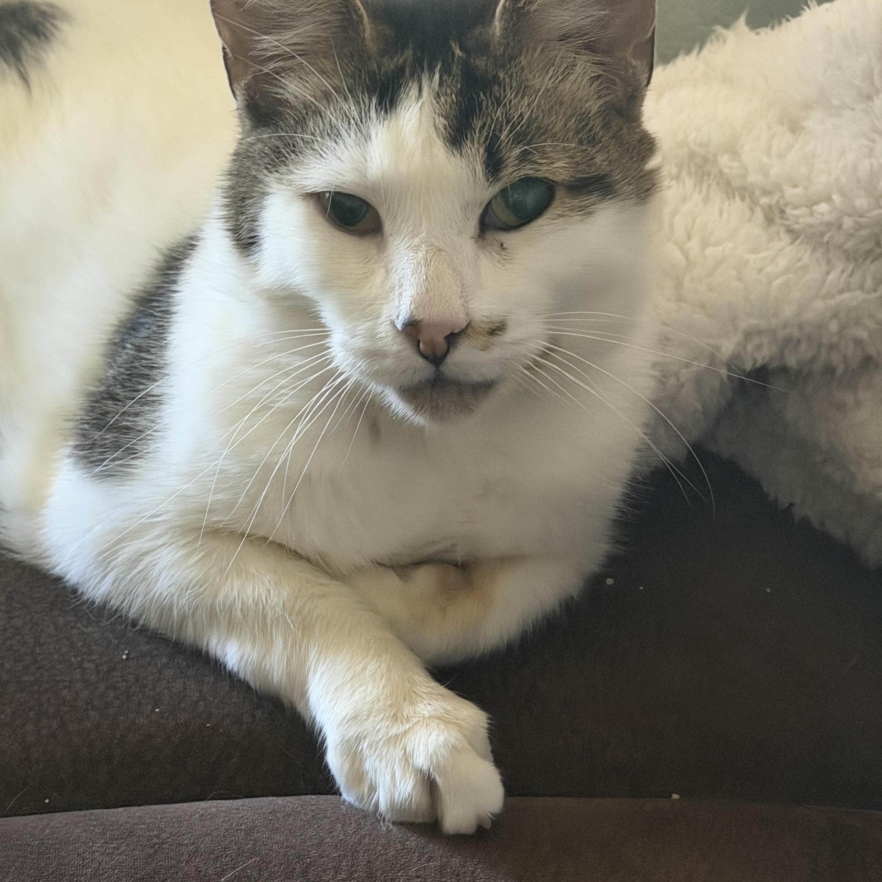 Lumi, a ADOPTABLE Domestic Short Hair in Kirklin, IN image 5/6