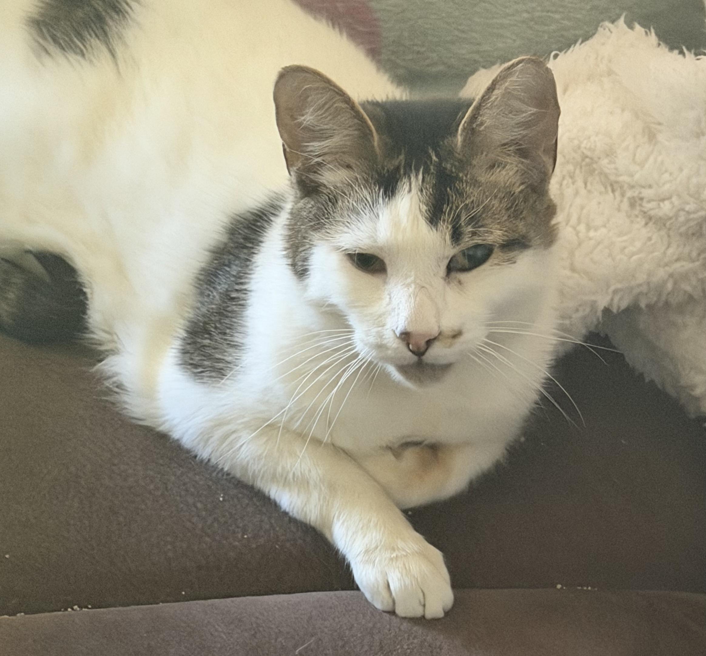 Lumi, a ADOPTABLE Domestic Short Hair in Kirklin, IN image 1/6