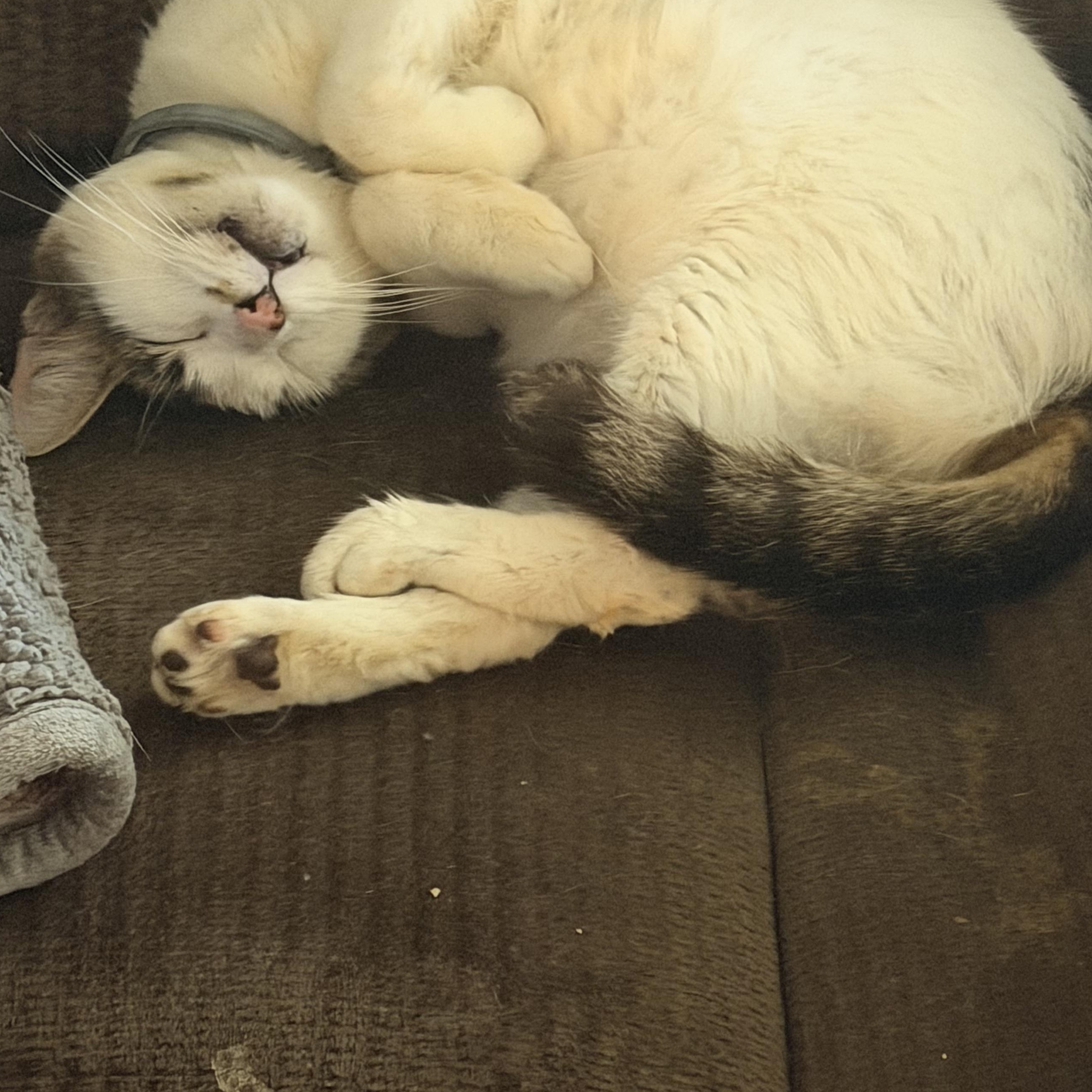 Lumi, a ADOPTABLE Domestic Short Hair in Kirklin, IN image 6/6