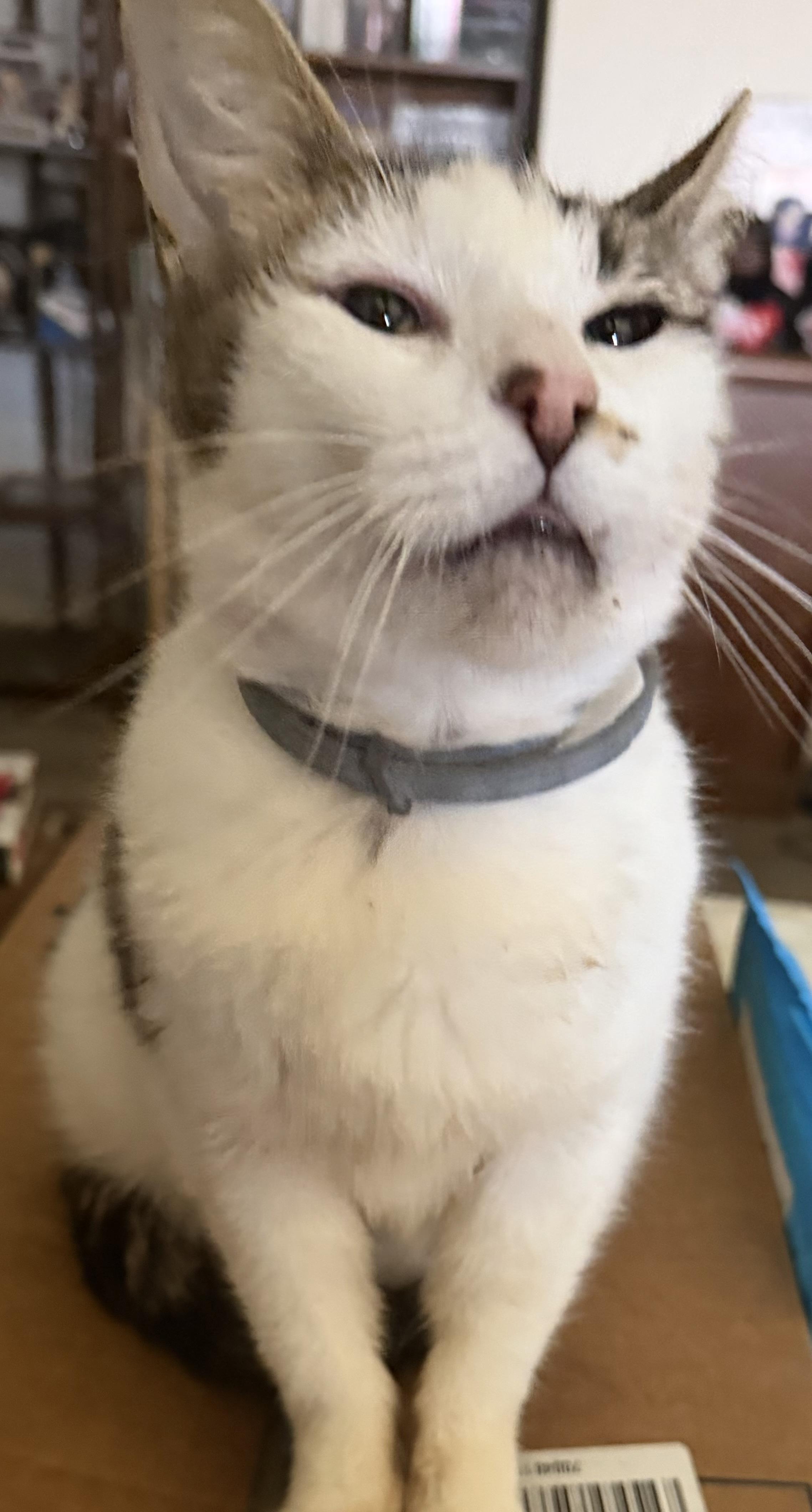 Lumi, a ADOPTABLE Domestic Short Hair in Kirklin, IN image 4/6