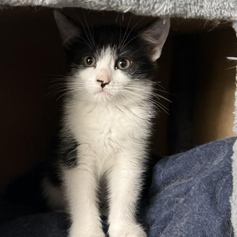 Katniss, ADOPTABLE, Kitten Female Domestic Short Hair.