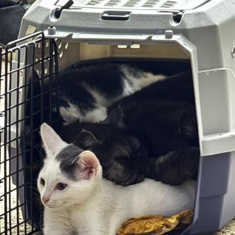Enlarge Katniss, a ADOPTABLE Domestic Short Hair in Oberlin, OH image 3/6