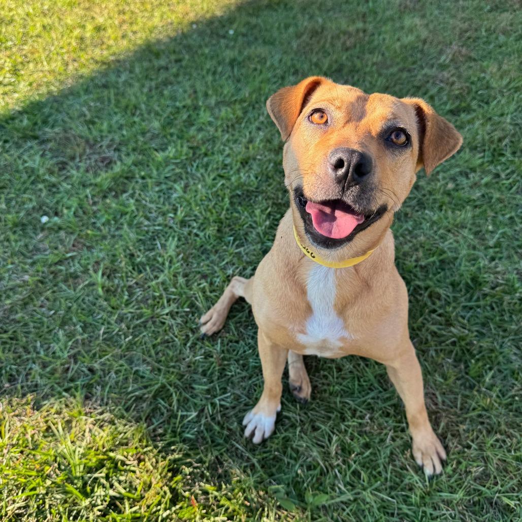 Honey, a Adoptable Hound in Valdosta , GA image 1/6