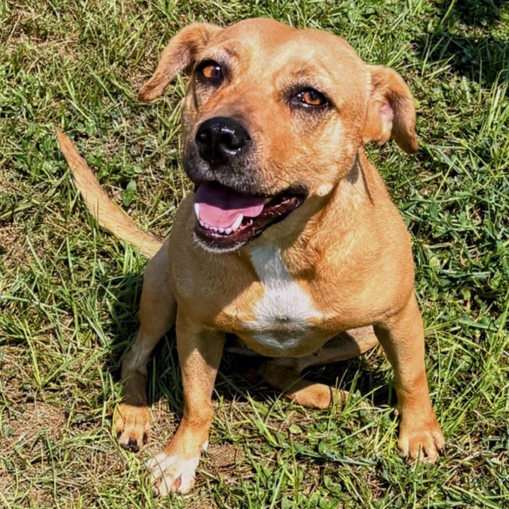Honey, a Adoptable Hound in Valdosta , GA image 2/6