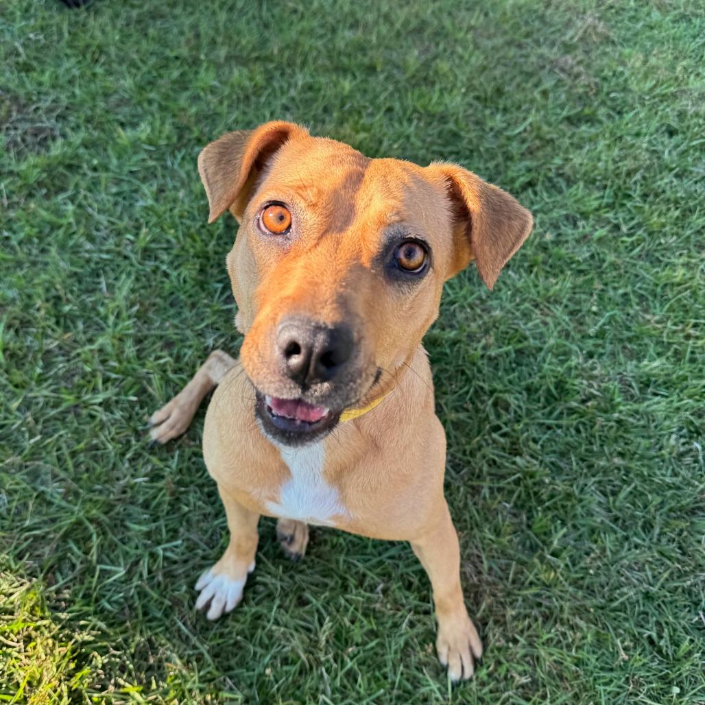 Honey, a Adoptable Hound in Valdosta , GA image 3/6