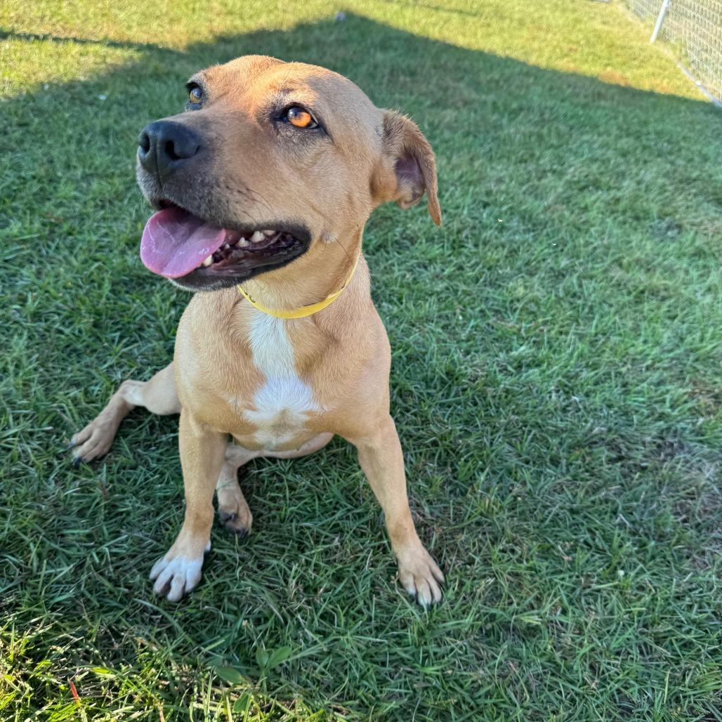 Honey, a Adoptable Hound in Valdosta , GA image 4/6