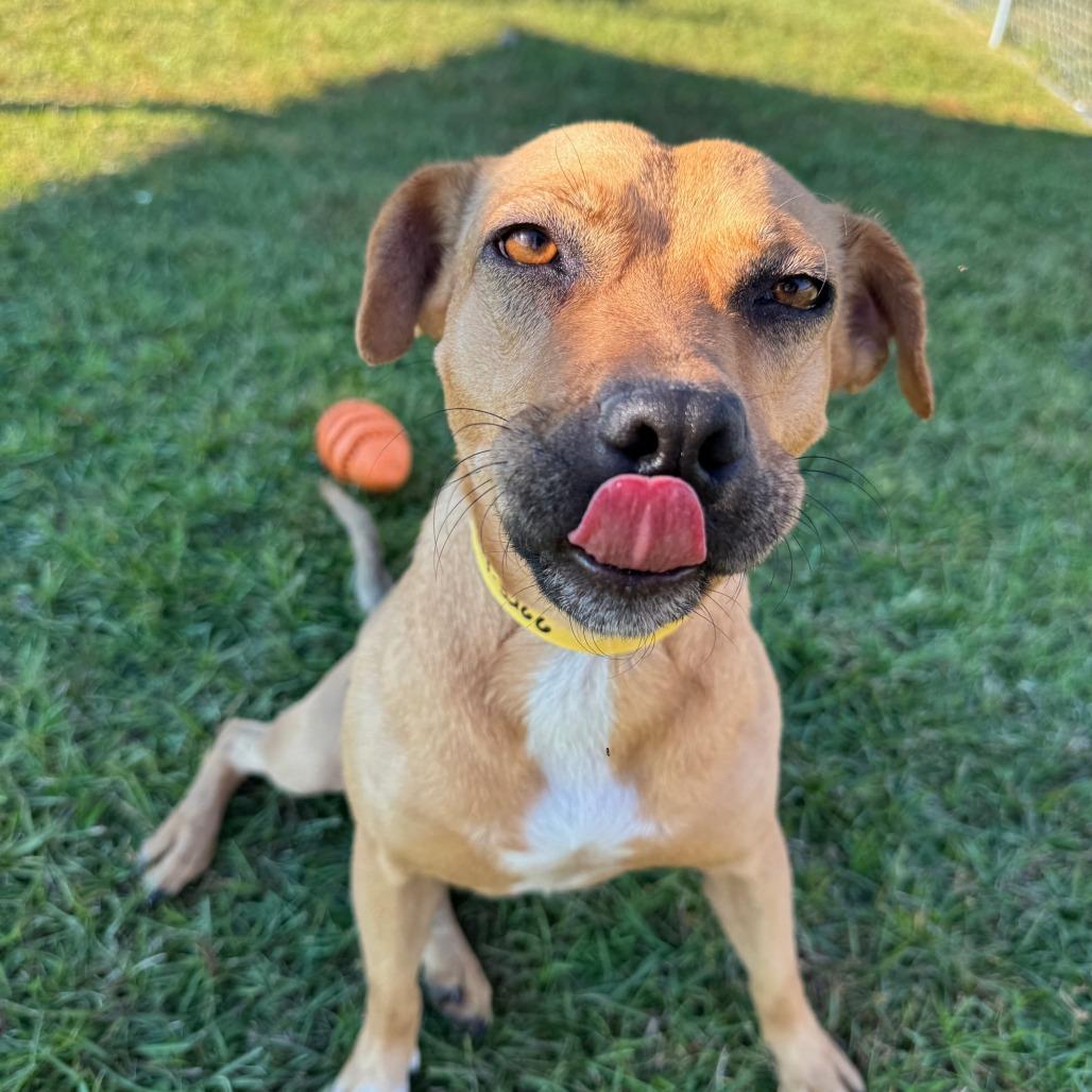 Honey, a Adoptable Hound in Valdosta , GA image 5/6