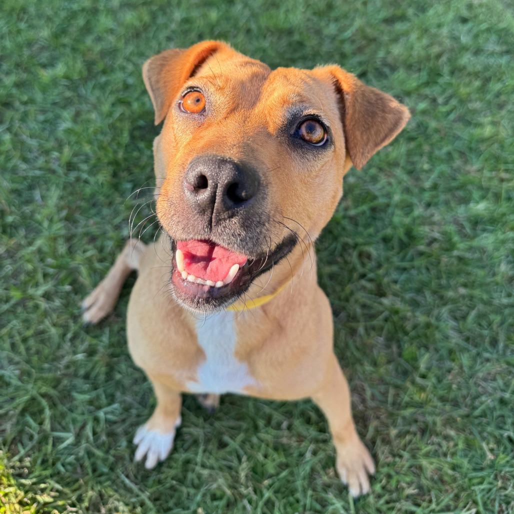 Honey, a Adoptable Hound in Valdosta , GA image 6/6