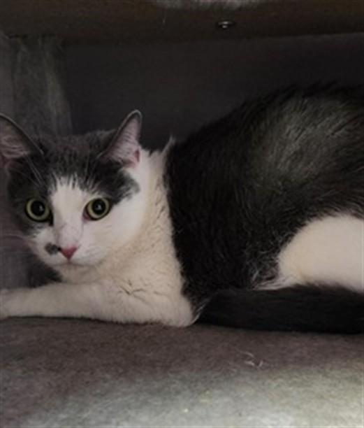 PORKCHOP, Adoptable, Adult Female Domestic Short Hair.