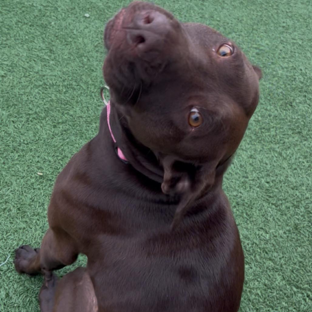 April, Adoptable, Adult Female German Shorthaired Pointer.