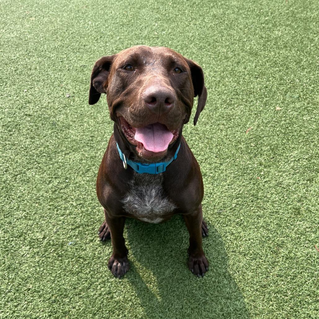 Enlarge April, a Adoptable mixed breed in La Grange, KY image 2/6