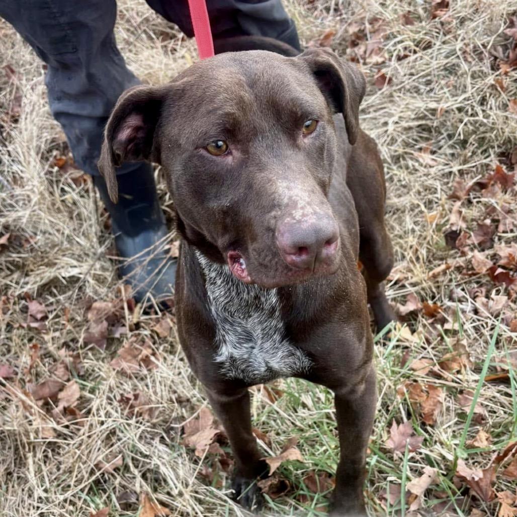 Enlarge April, a Adoptable mixed breed in La Grange, KY image 3/6