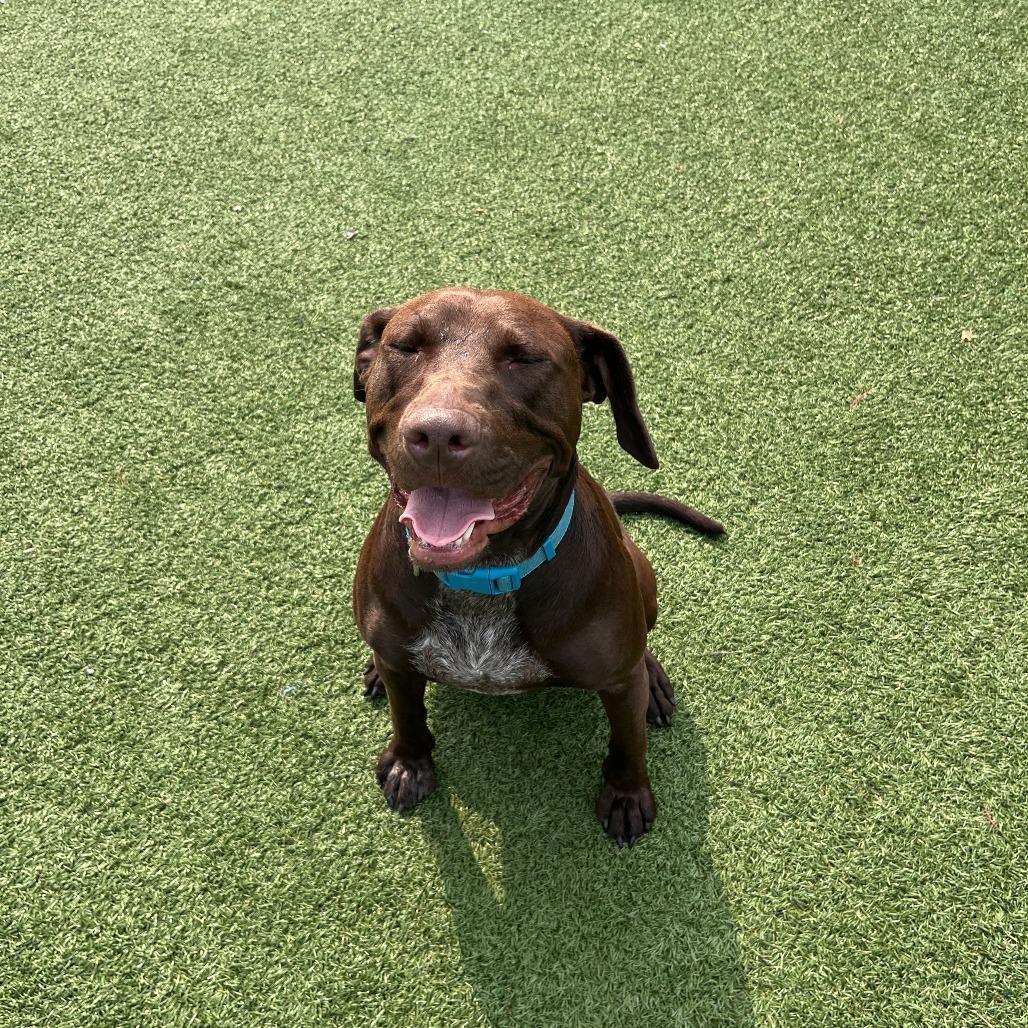 Enlarge April, a Adoptable mixed breed in La Grange, KY image 4/6