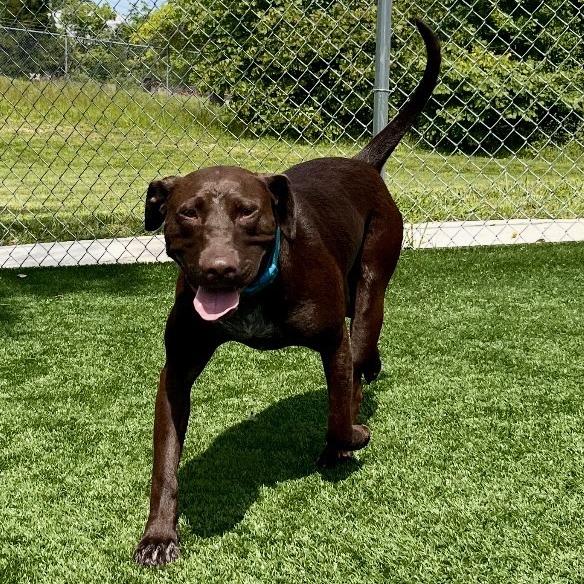 Enlarge April, a Adoptable mixed breed in La Grange, KY image 6/6