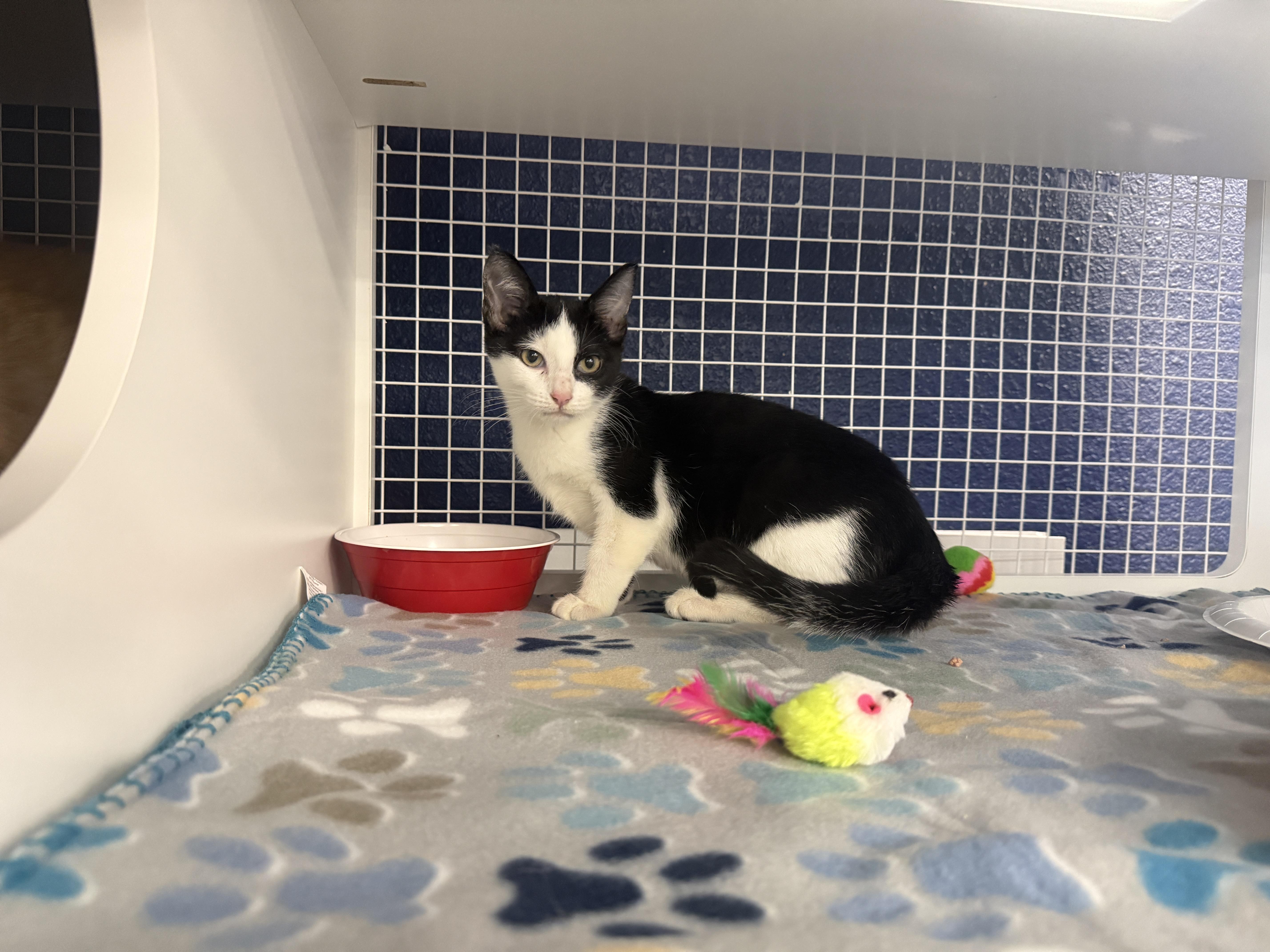 Enlarge August, an adopted Domestic Short Hair in Oceanside, CA image 2/2
