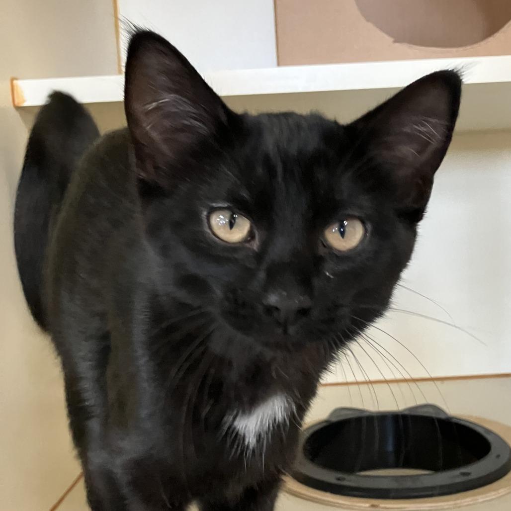 Snuggles, Adoptable, Kitten Male Domestic Short Hair.