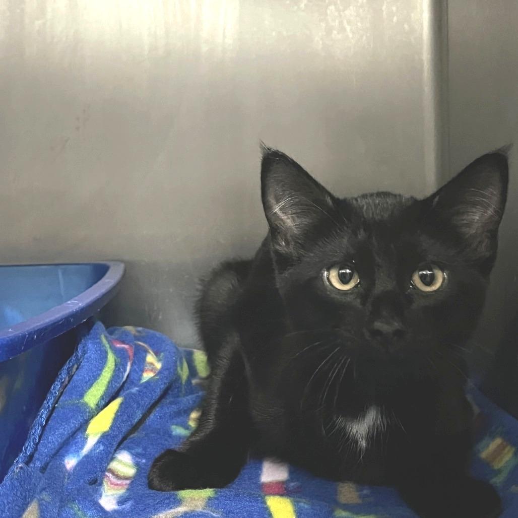 Snuggles, a Adoptable Domestic Short Hair in Idaho Falls, ID image 2/2